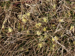 Carex humilis