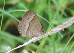 Capronnieria galesus