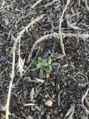 Penstemon grandiflorus