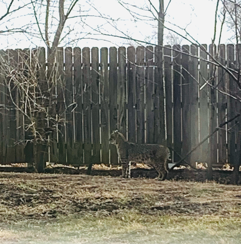 Bobcat photographed in Kansas