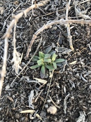 Penstemon grandiflorus