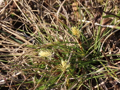 Carex humilis