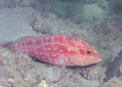 Cephalopholis spiloparaea