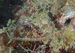 Corythoichthys insularis