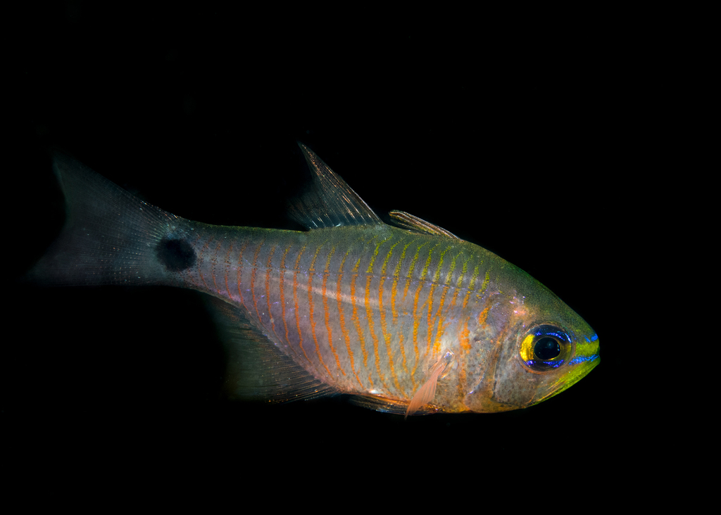 Bloodspot Cardinalfish (Taeniamia fucata) — Apogonidae