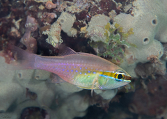 Ostorhinchus apogonoides
