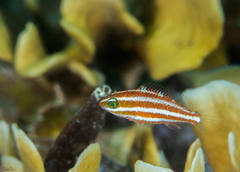 Ember Parrotfish photo 4