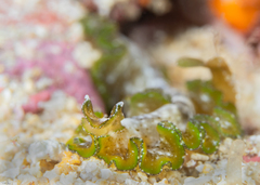 Pseudobiceros kryptos