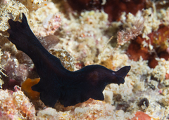 Tytthosoceros nocturnus
