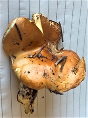 Cortinarius citrinifolius