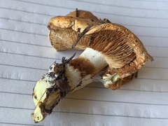 Cortinarius citrinifolius