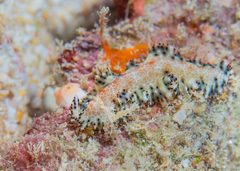 Maritigrella makranica