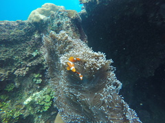 Amphiprion percula