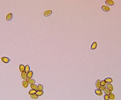 Cortinarius citrinifolius