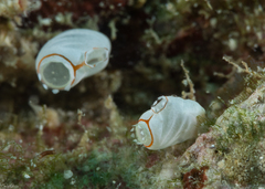 Ecteinascidia bandaensis