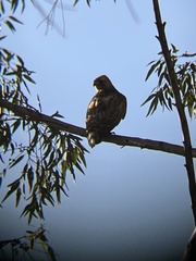 Buteo jamaicensis