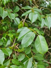 Dalbergia bracteolata