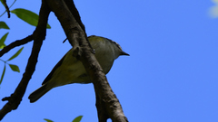Vireo solitarius