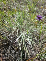 Elymus multisetus