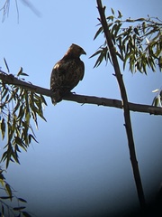 Buteo jamaicensis