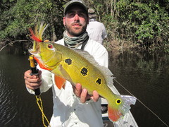 Orinoco Peacock Bass photo 1