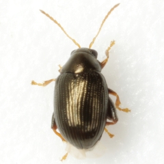 Chaetocnema confinis