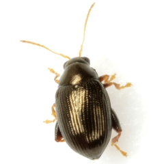 Chaetocnema confinis