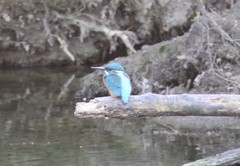 Alcedo atthis