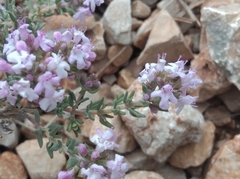 Thymus vulgaris
