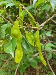 Dalbergia bracteolata