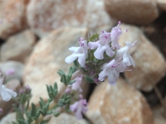 Thymus vulgaris