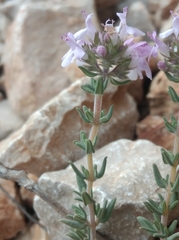 Thymus vulgaris