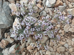 Thymus vulgaris