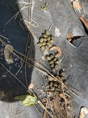 Sylvilagus palustris