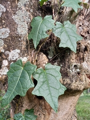 Stigmaphyllon angulosum