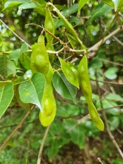 Dalbergia bracteolata