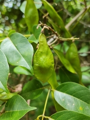 Dalbergia bracteolata