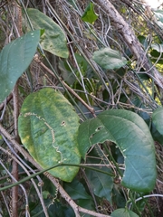 Passiflora intricata