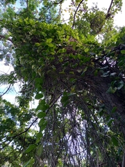 Passiflora intricata