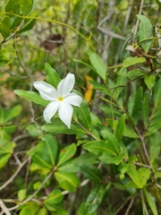 Mascarenhasia