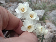 Narcissus dubius