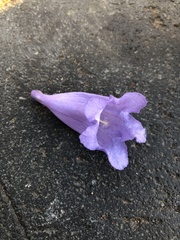 Jacaranda