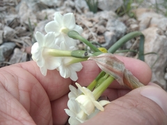 Narcissus dubius
