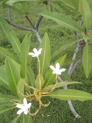Plumeria rubra