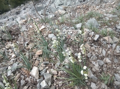 Narcissus dubius