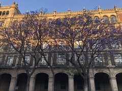 Jacaranda