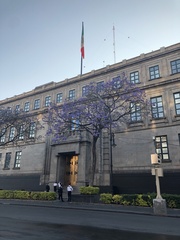 Jacaranda