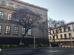 Jacaranda