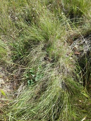 Festuca idahoensis