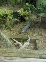 Alligator mississippiensis